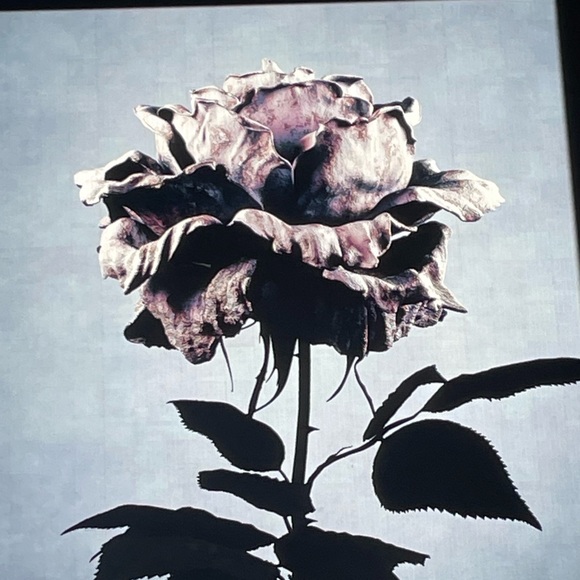 Meet your Posher, Amy - Picture 1 of 1